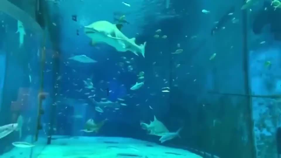 小猪佩奇的公主裙